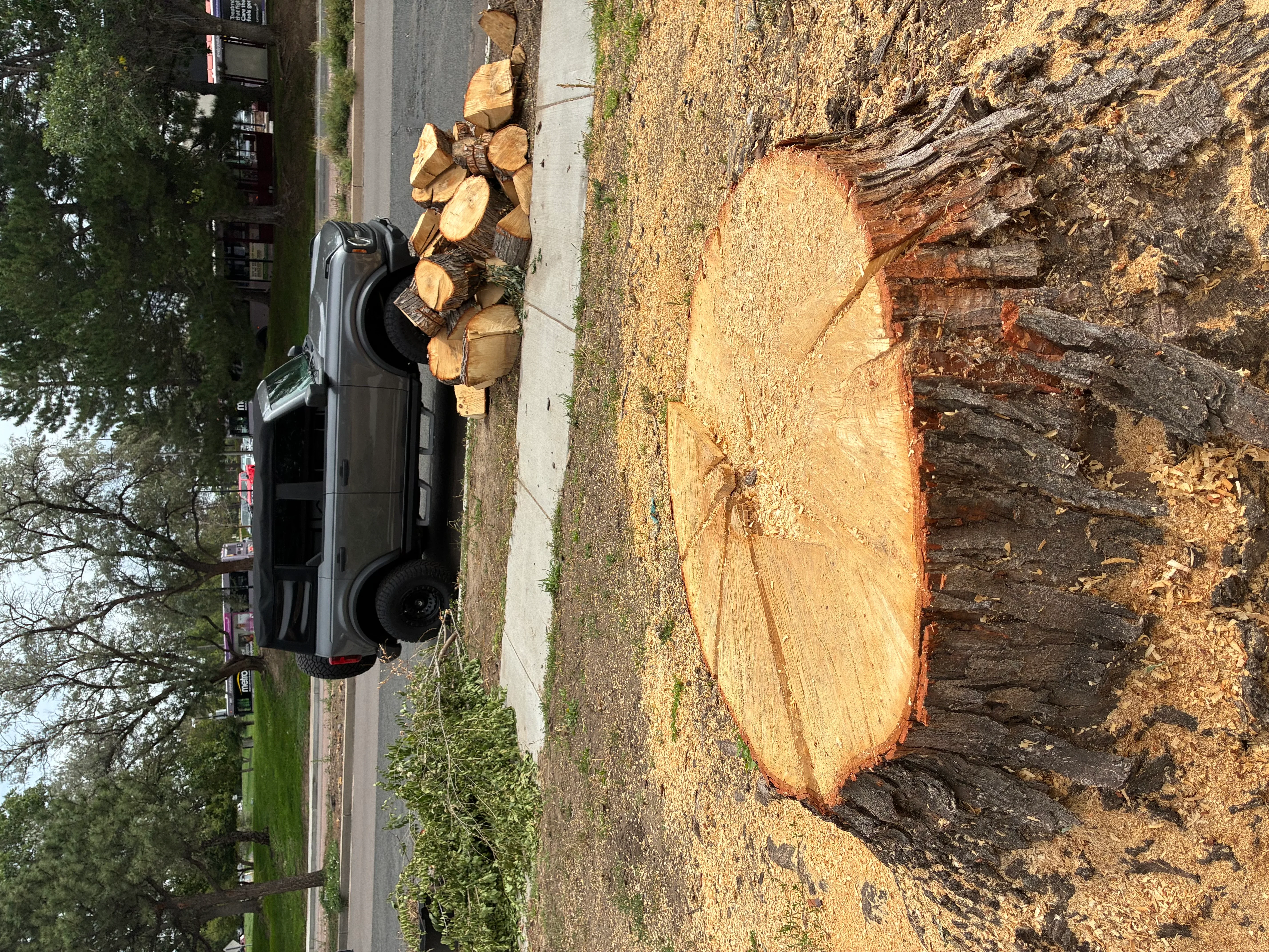 Large tree stump with fresh-cut wood rounds stacked nearby, showing growth rings and bark