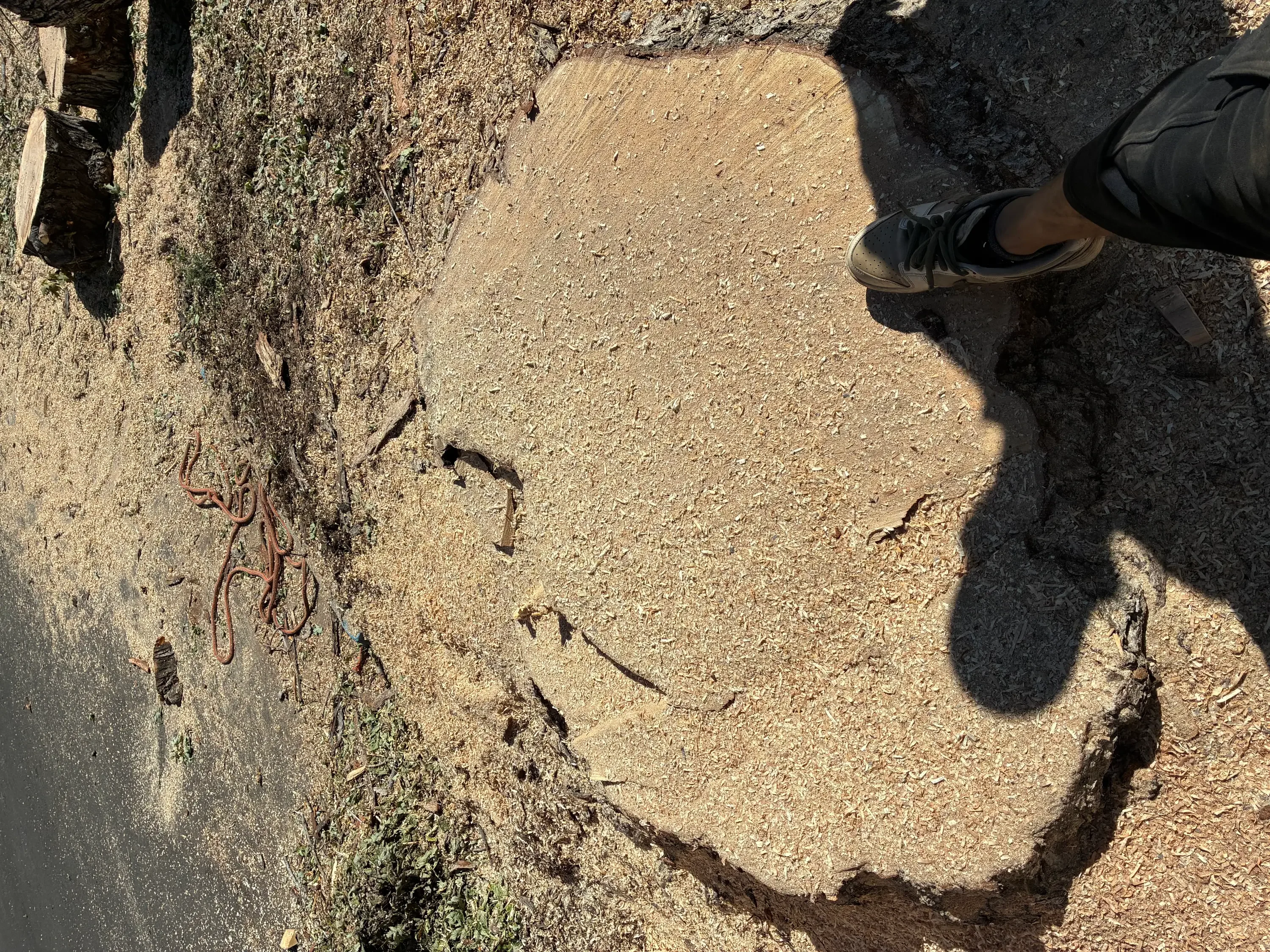 Freshly ground stump with exposed roots and cleared soil base