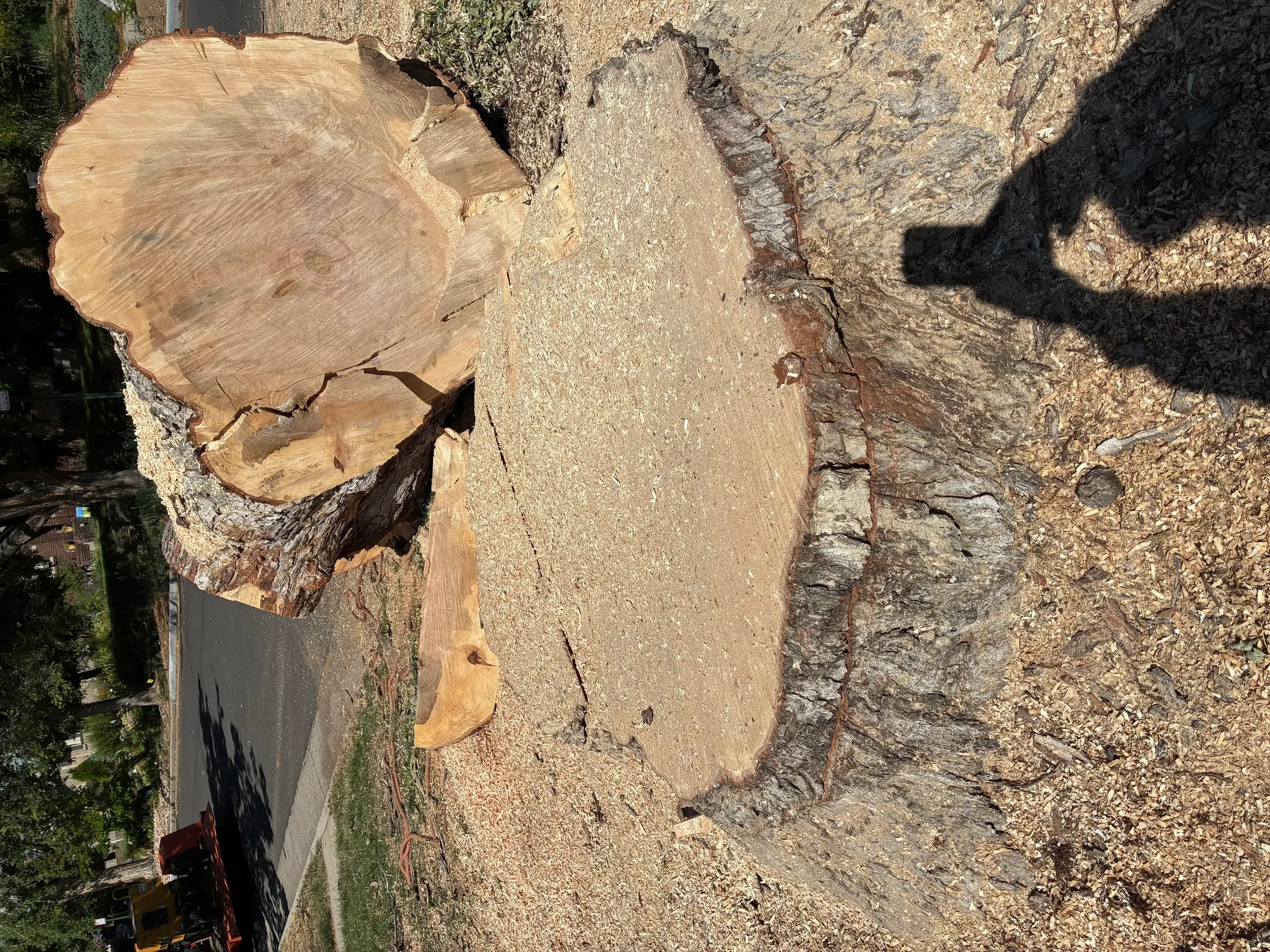 Large tree stump freshly ground with wood chips and cleared surrounding area