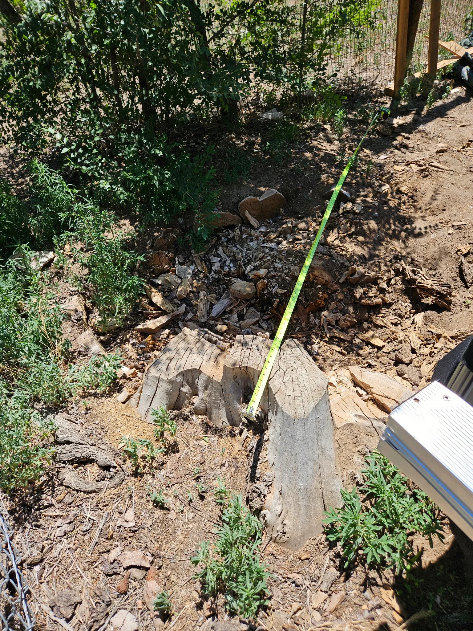 Freshly ground tree stump with wood chips and debris in garden bed surrounded by vegetation