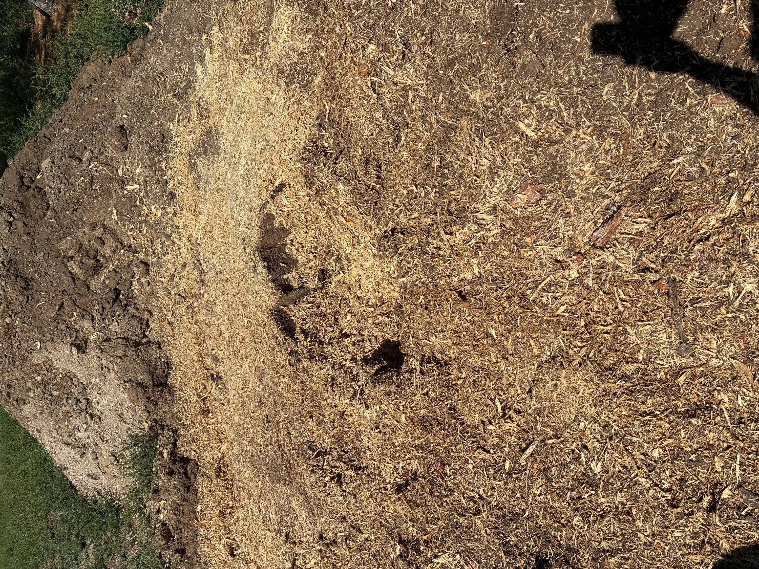 Freshly ground tree stump with wood chips and debris covering prepared ground area