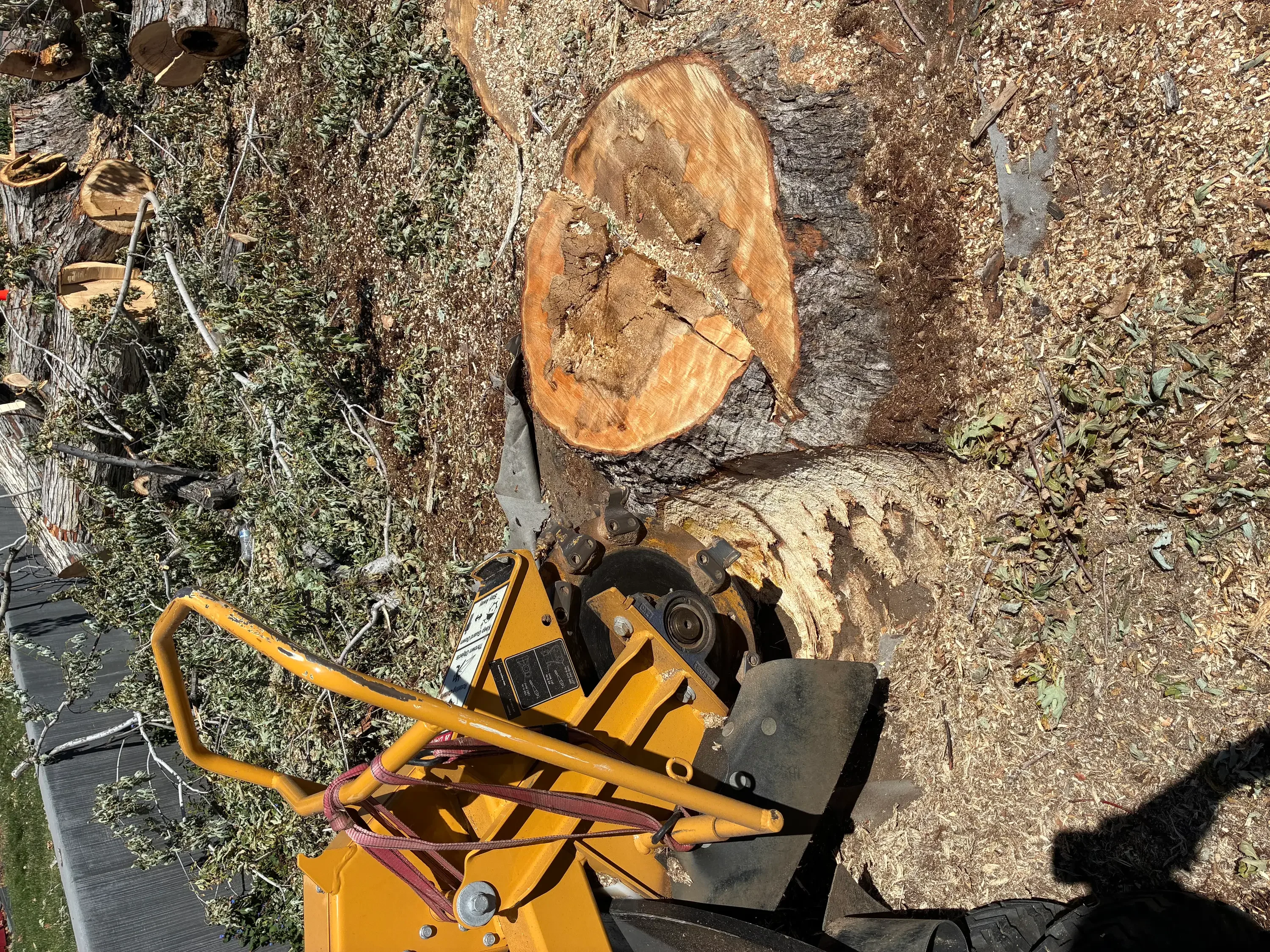 Yellow stump grinder with freshly ground tree stump showing exposed wood and cleared debris