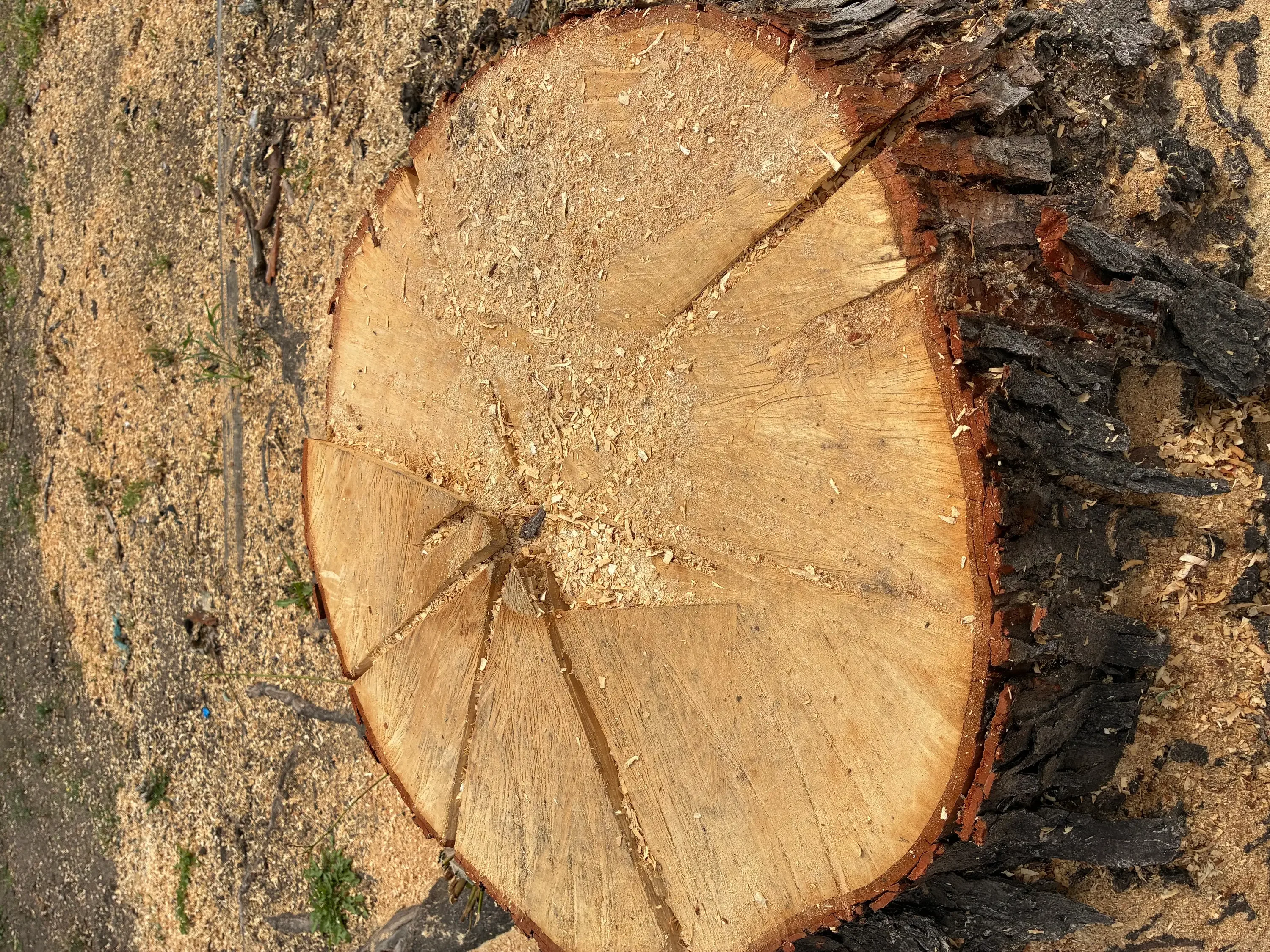 Freshly ground tree stump with wood chips and exposed grain pattern on concrete surface
