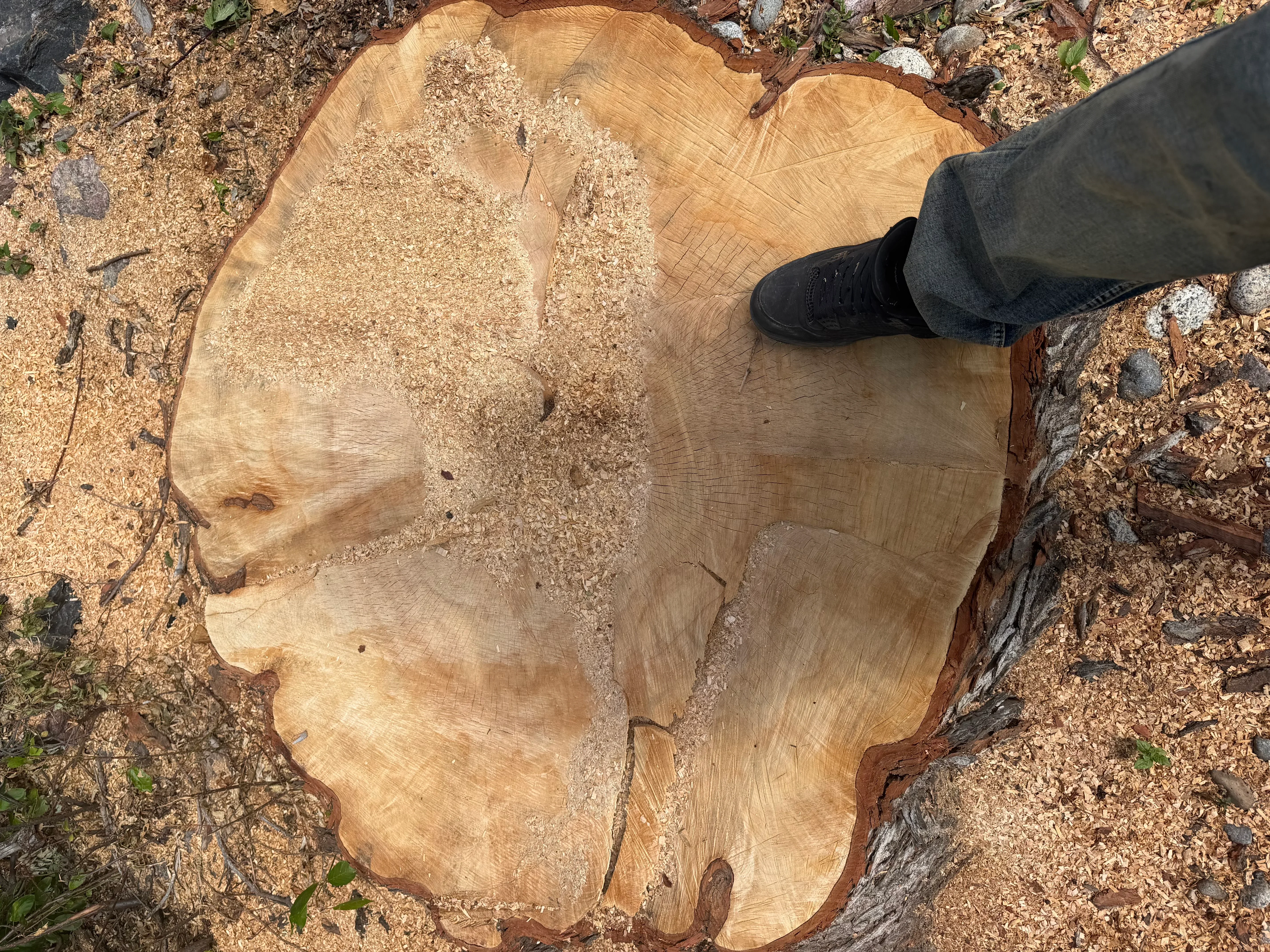 Freshly ground tree stump with exposed wood rings and sawdust, ground-level removal