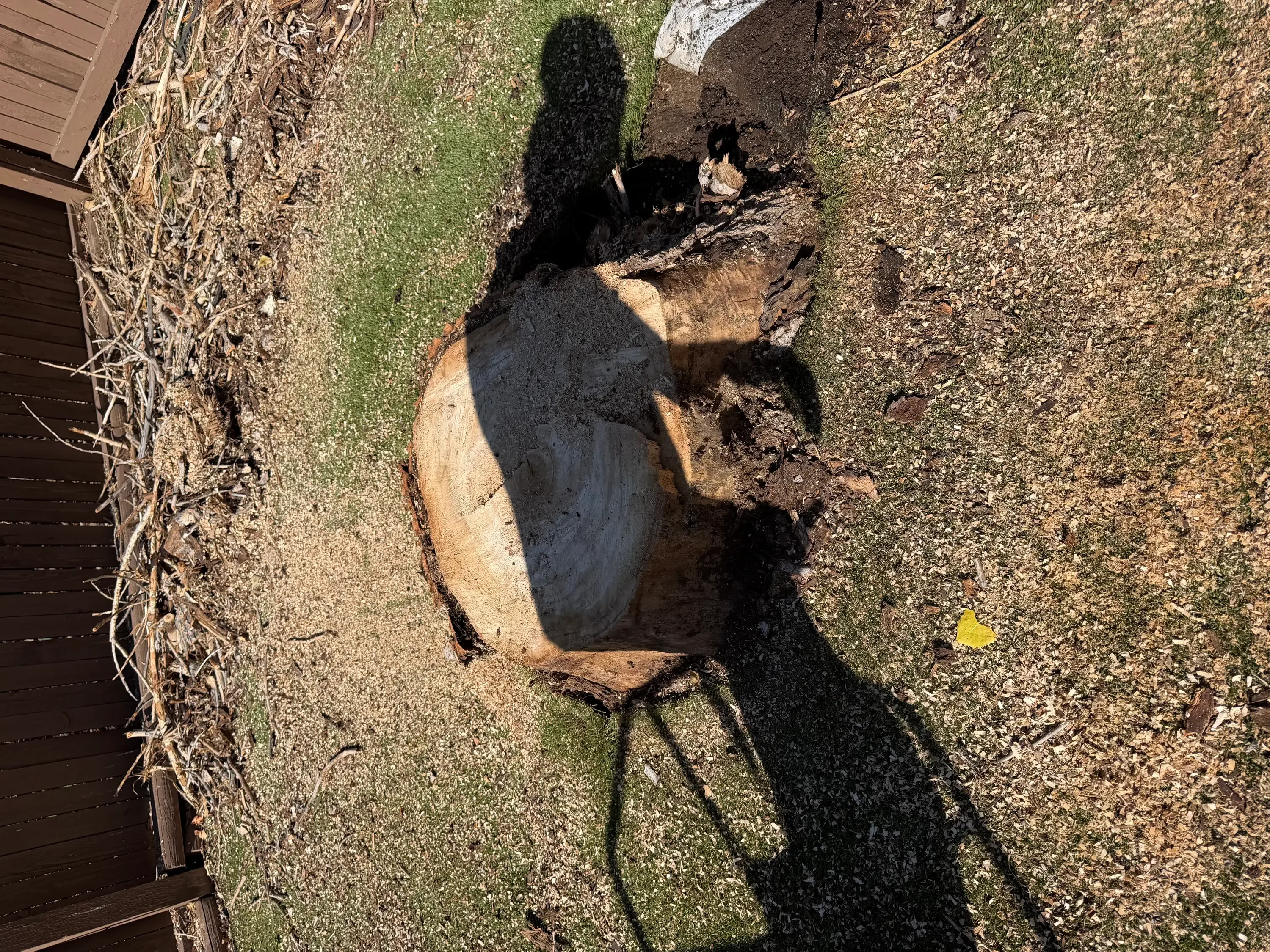 Large tree stump ground down with wood chips and debris cleared from yard