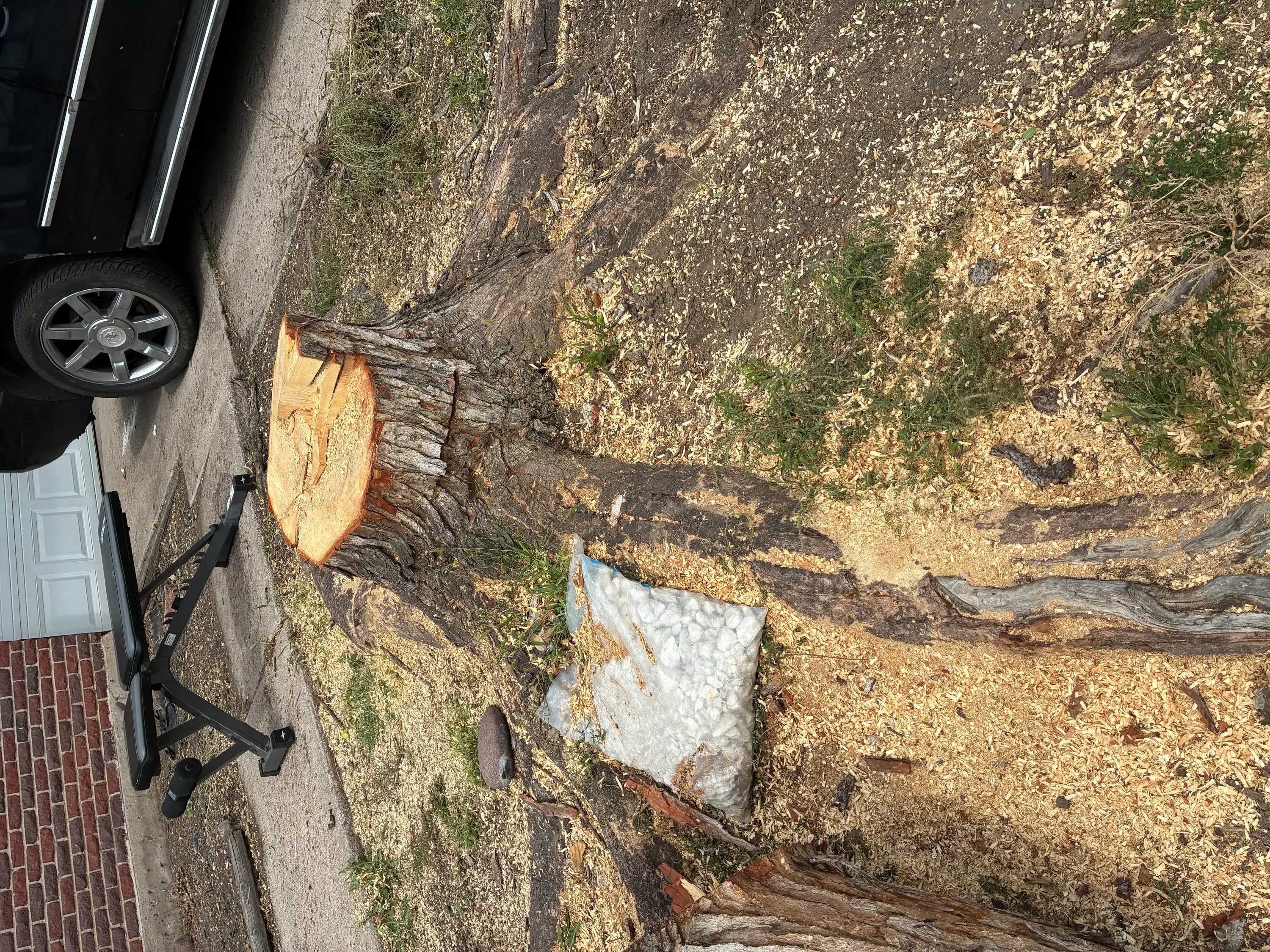 Freshly ground tree stumps with exposed wood and cleared debris on residential property