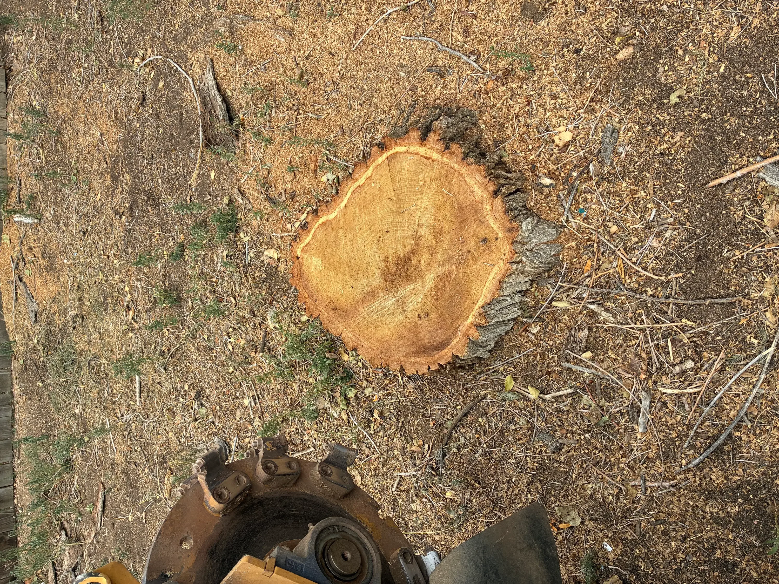 Freshly ground tree stump with exposed wood rings and grinding equipment visible