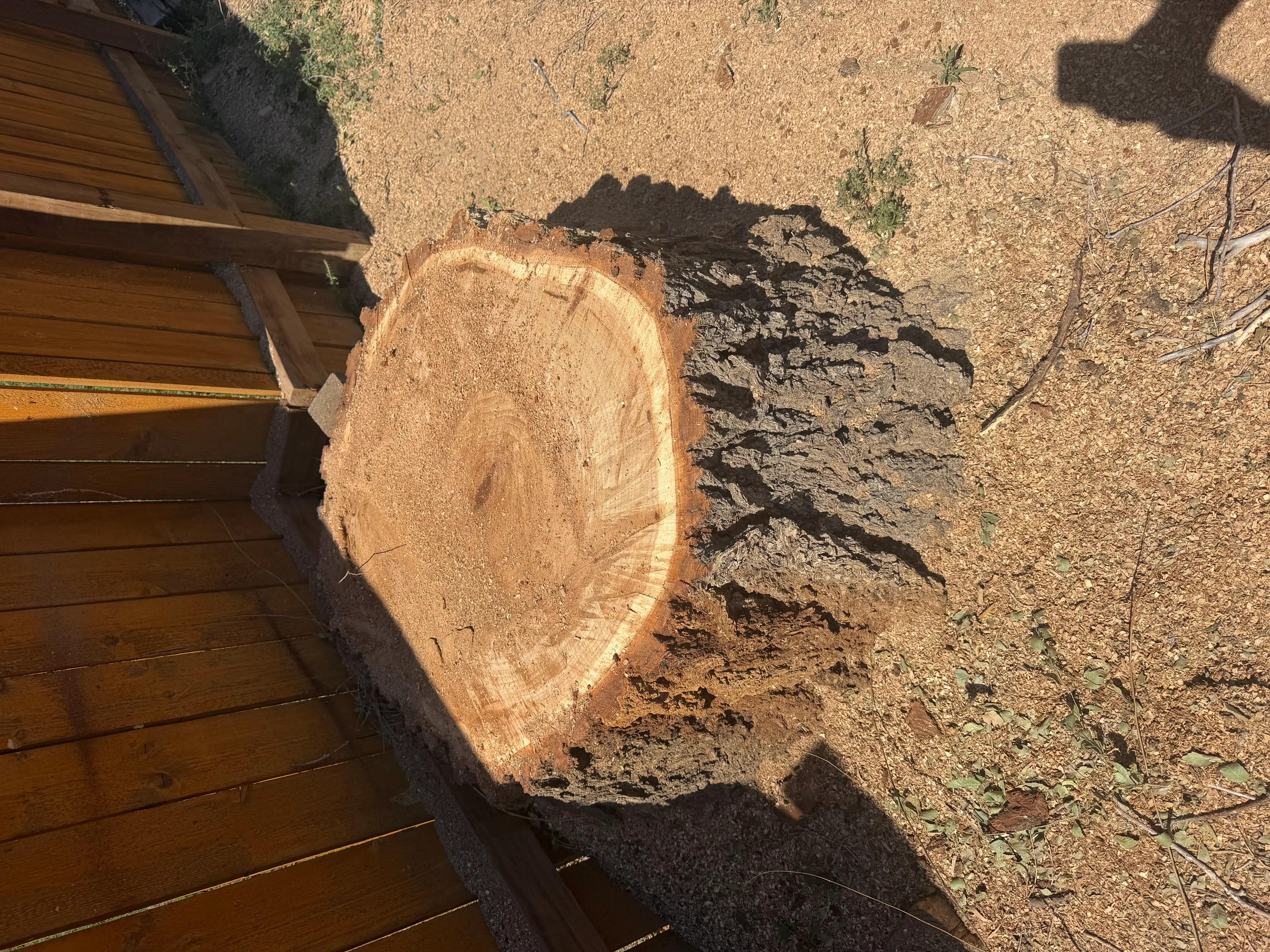 Freshly ground tree stump with exposed wood rings and surrounding wood chips on dirt ground