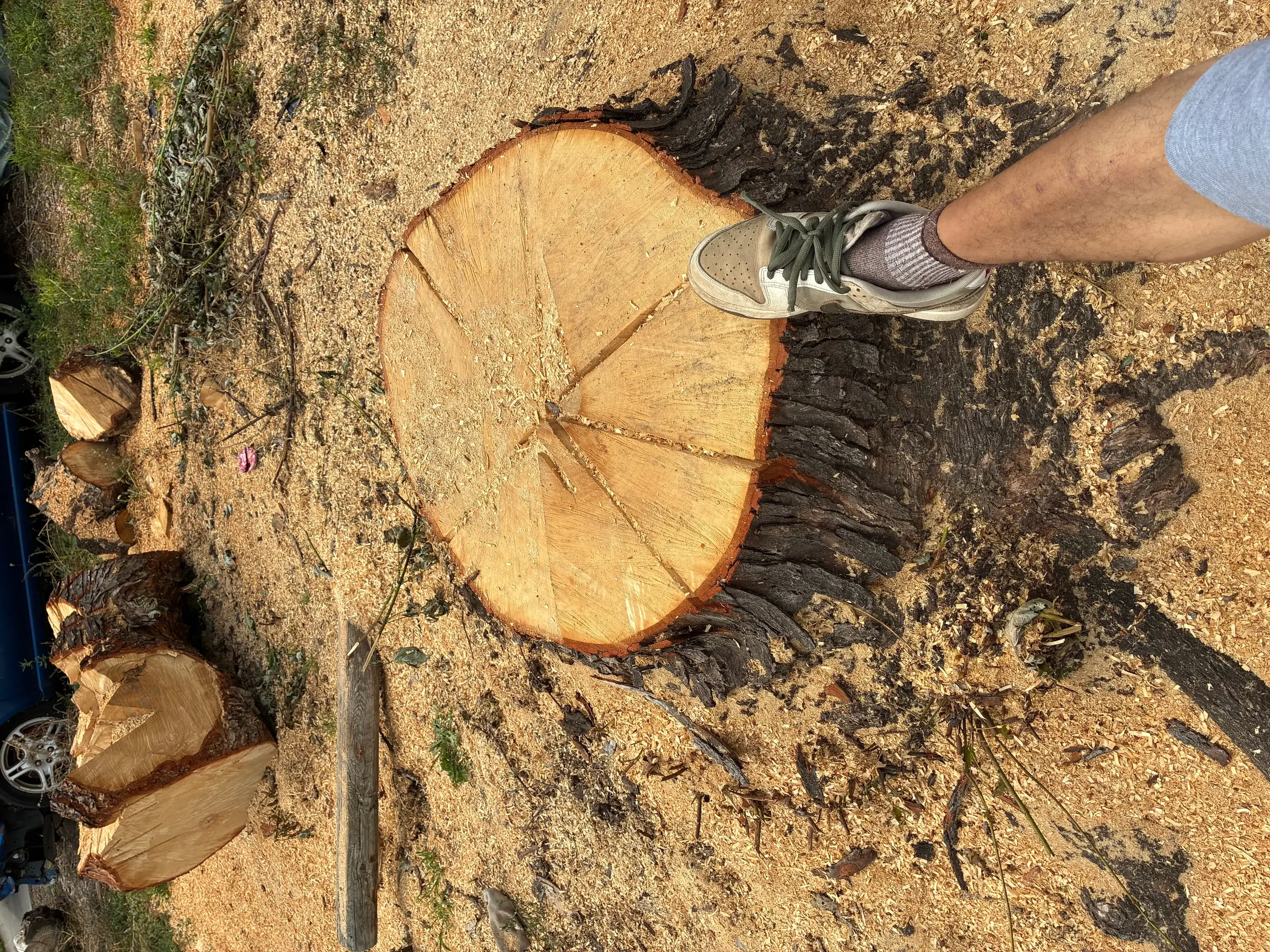 Freshly ground tree stump with exposed wood cross-section and surrounding soil