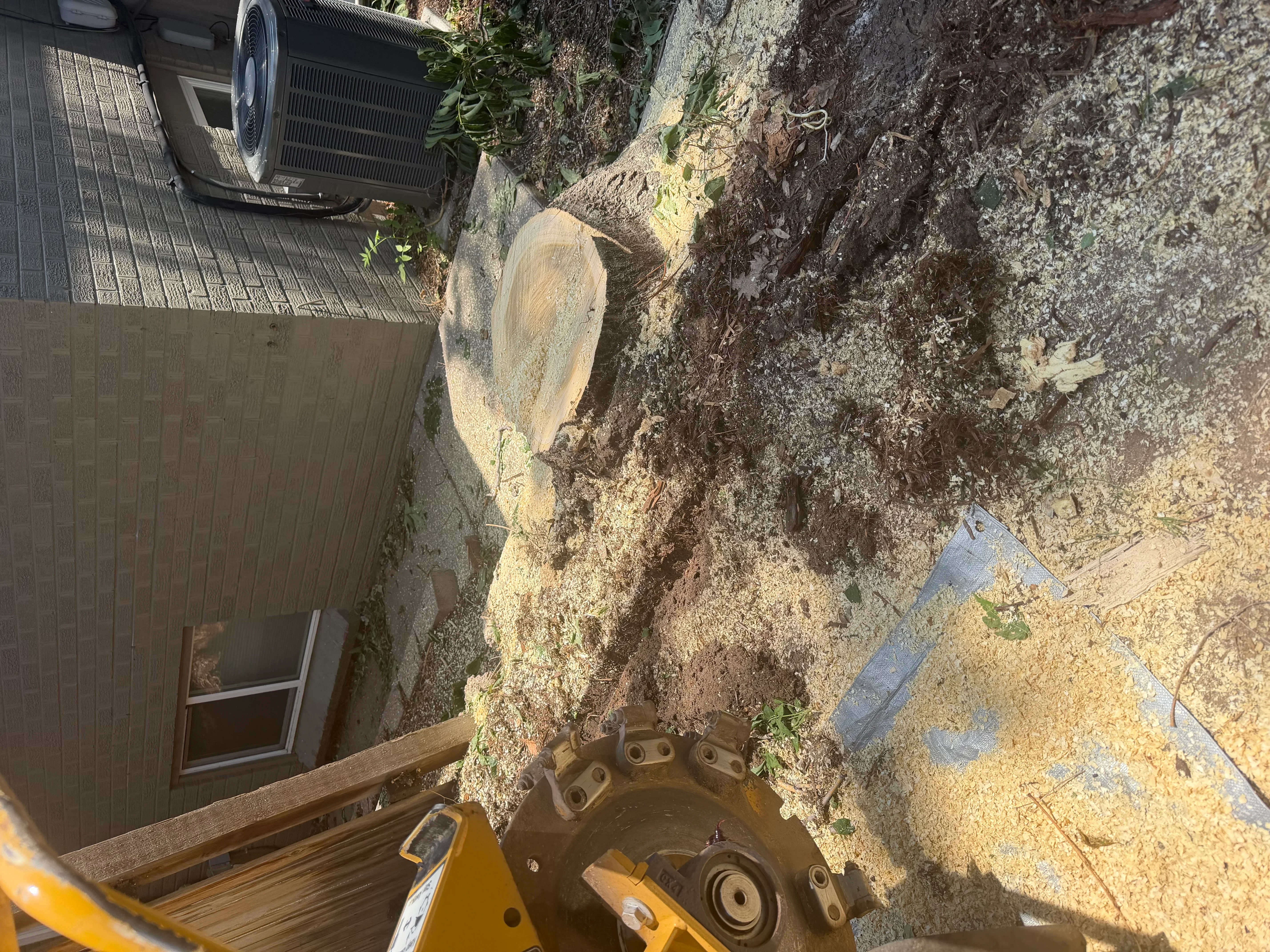 Large tree stump being ground with yellow grinding equipment, wood chips visible