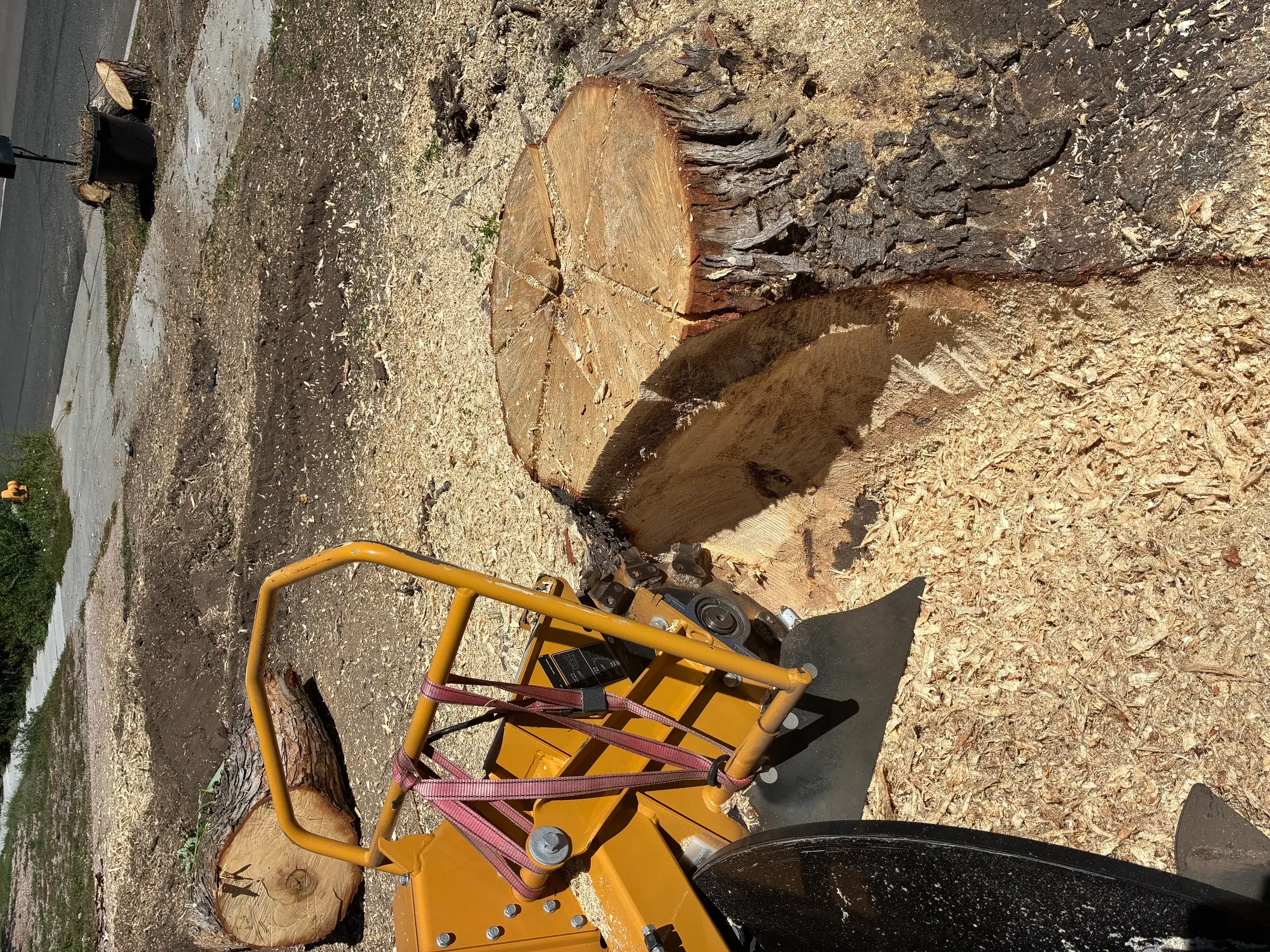 Yellow stump grinder with grinding wheel actively removing large tree stump, wood chips scattered on ground