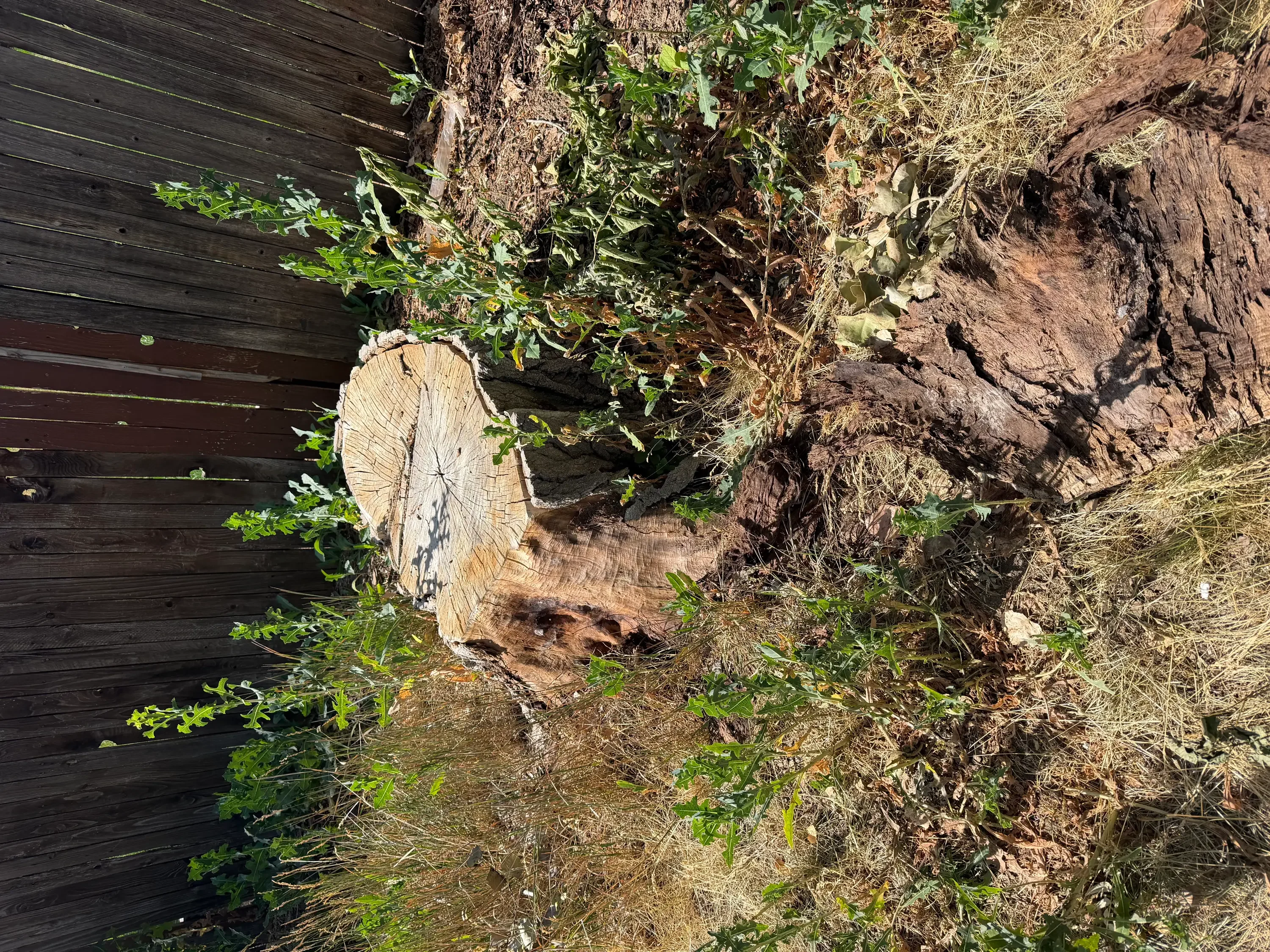 Freshly ground tree stump with exposed wood rings and surrounding soil after removal