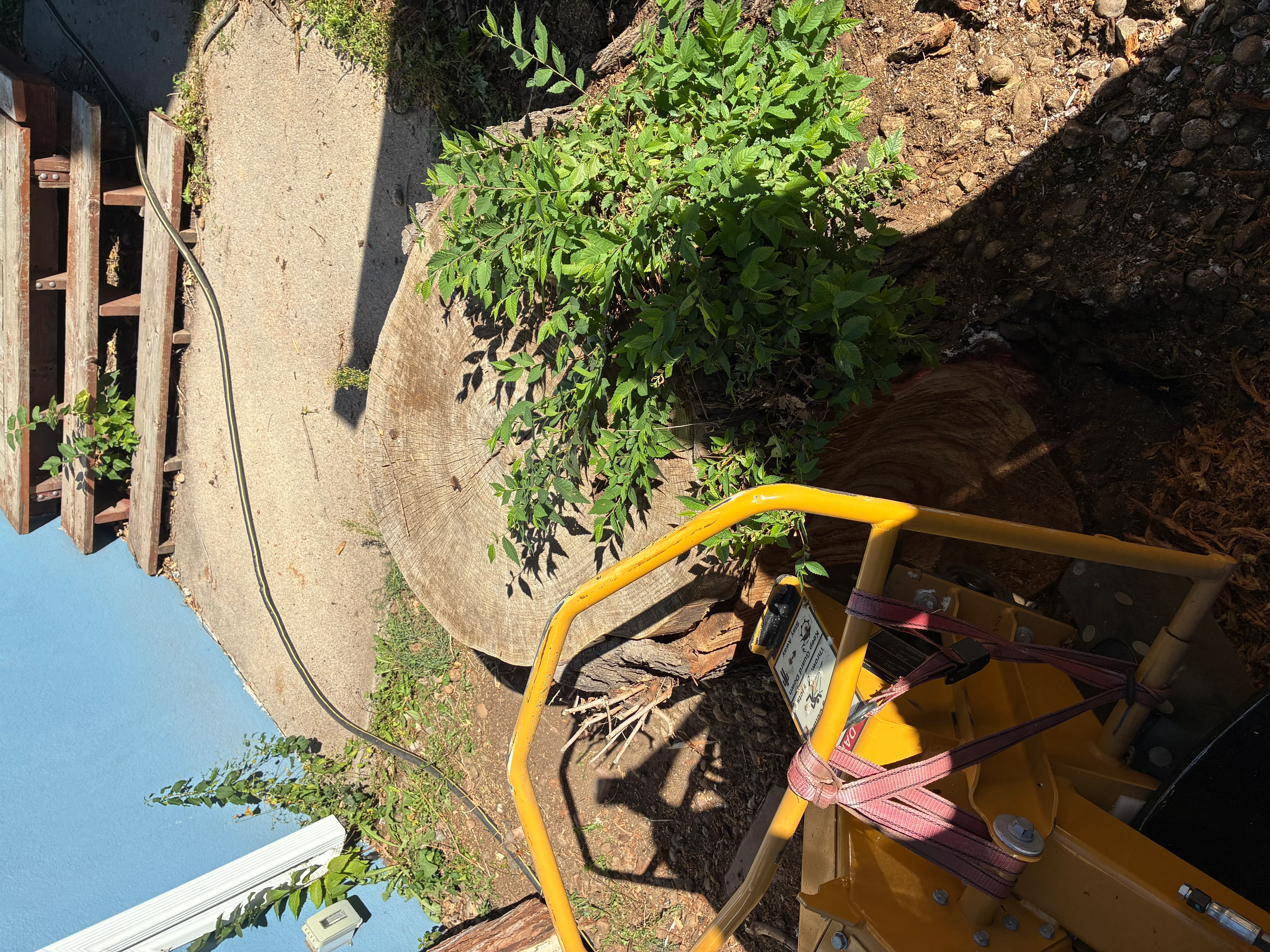 Yellow stump grinder with safety straps positioned at base of removed tree stump on prepared soil
