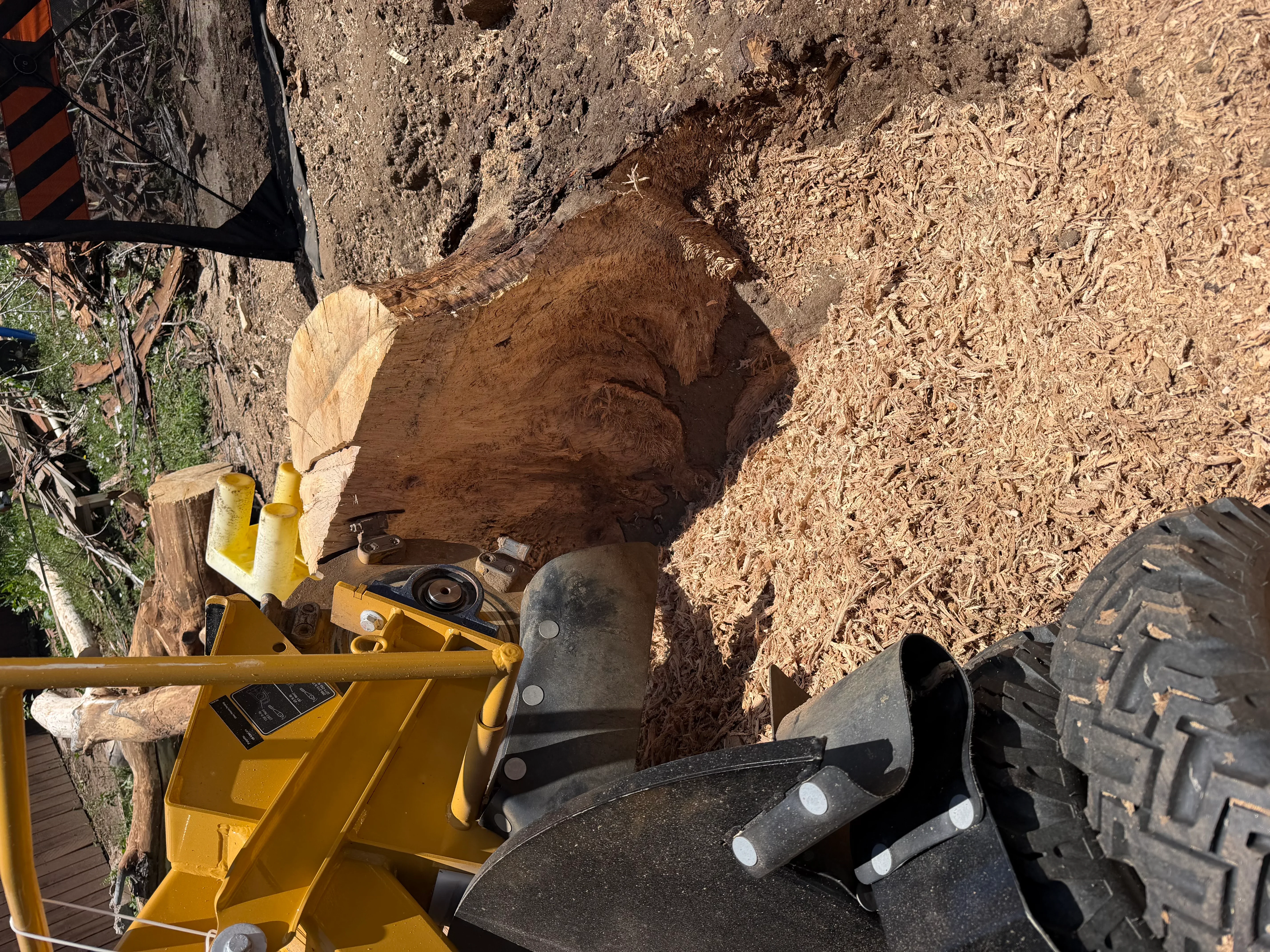 Stump grinder machine actively grinding large tree stump into wood chips and mulch
