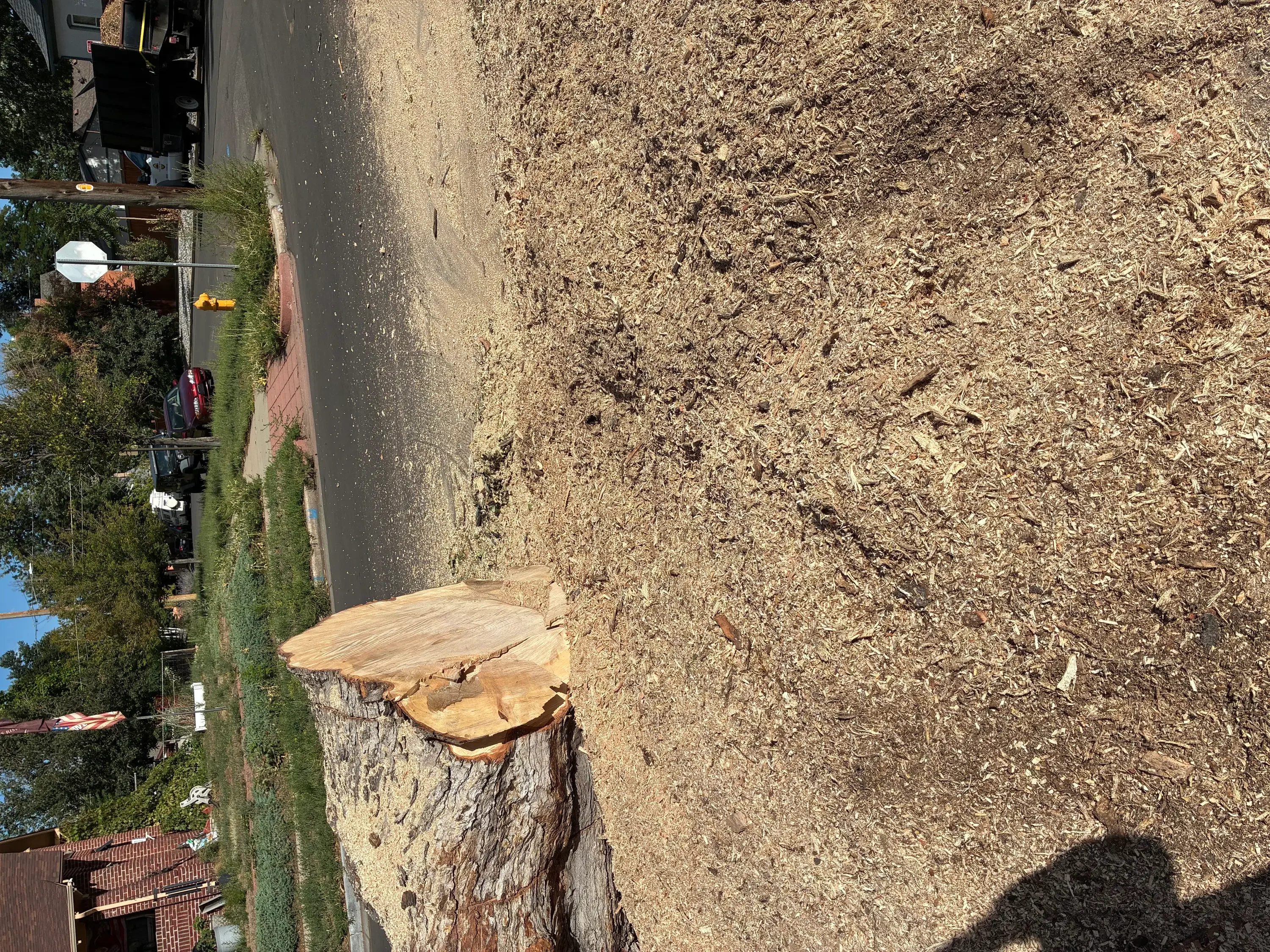 Freshly ground tree stump with exposed wood surface and cleared surrounding soil
