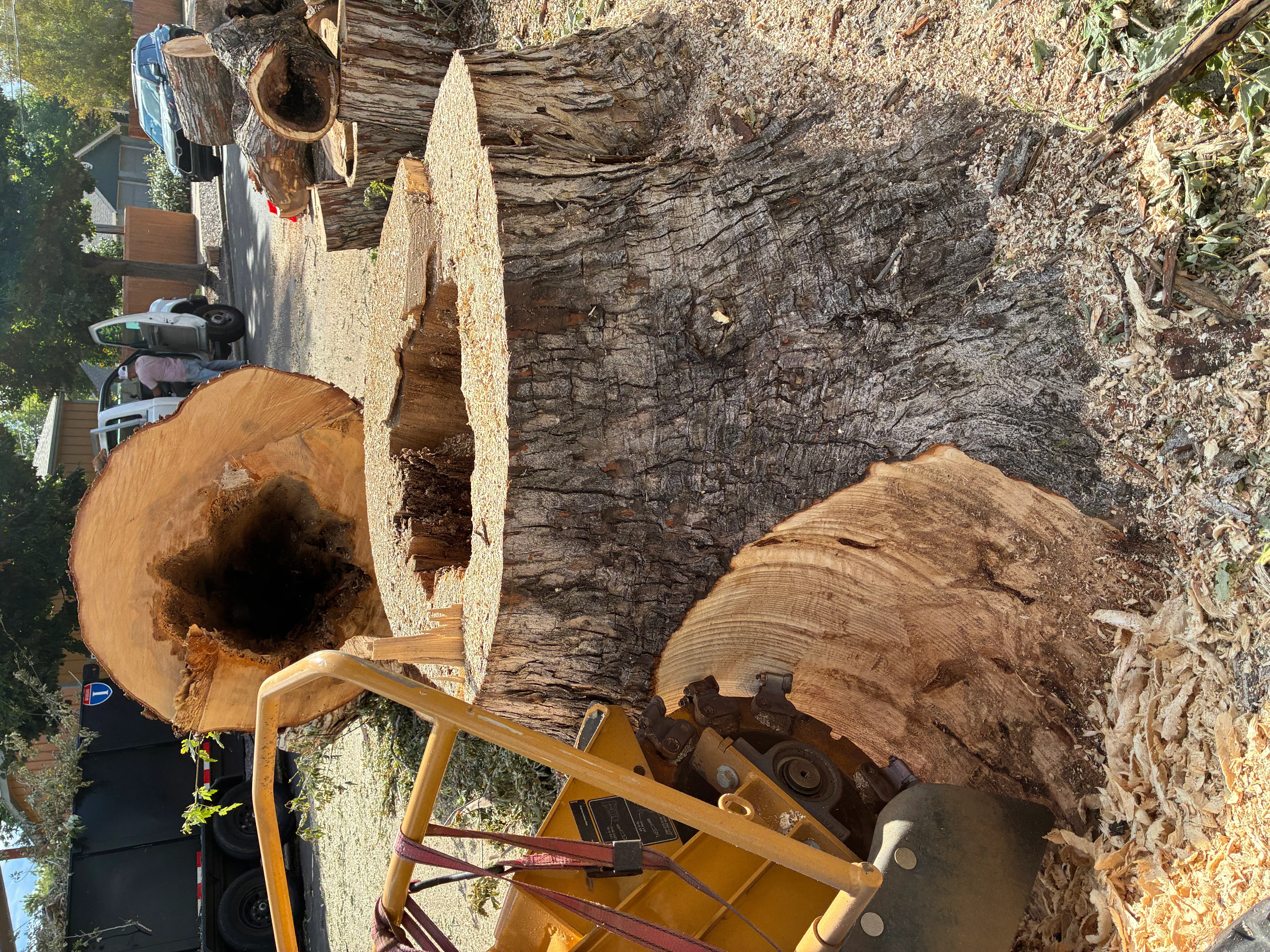 Large tree stump being ground with yellow grinding equipment, fresh wood chips visible
