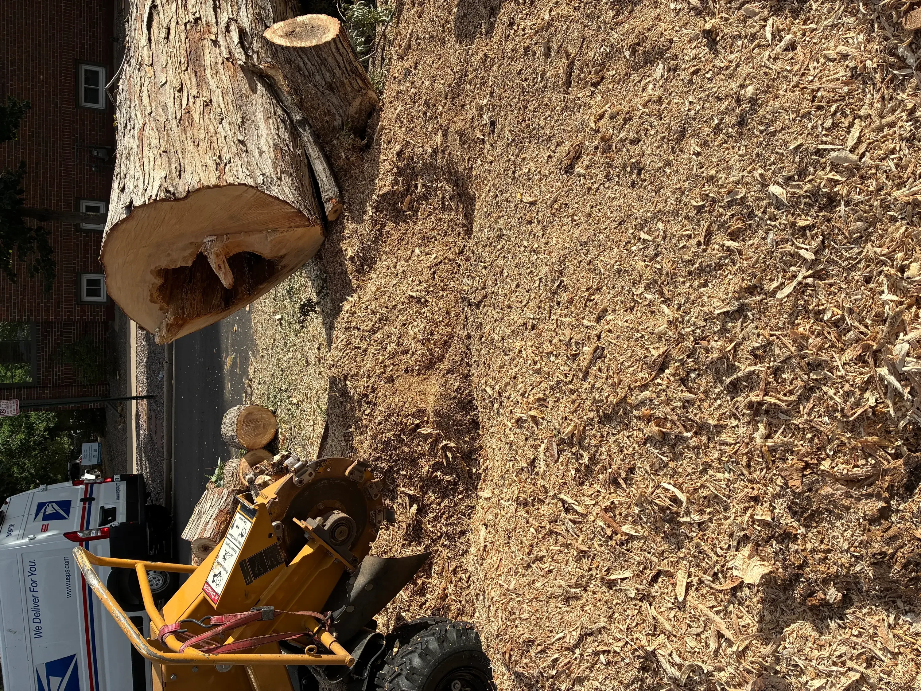 Yellow stump grinder processing large tree stump with wood chips scattered on ground
