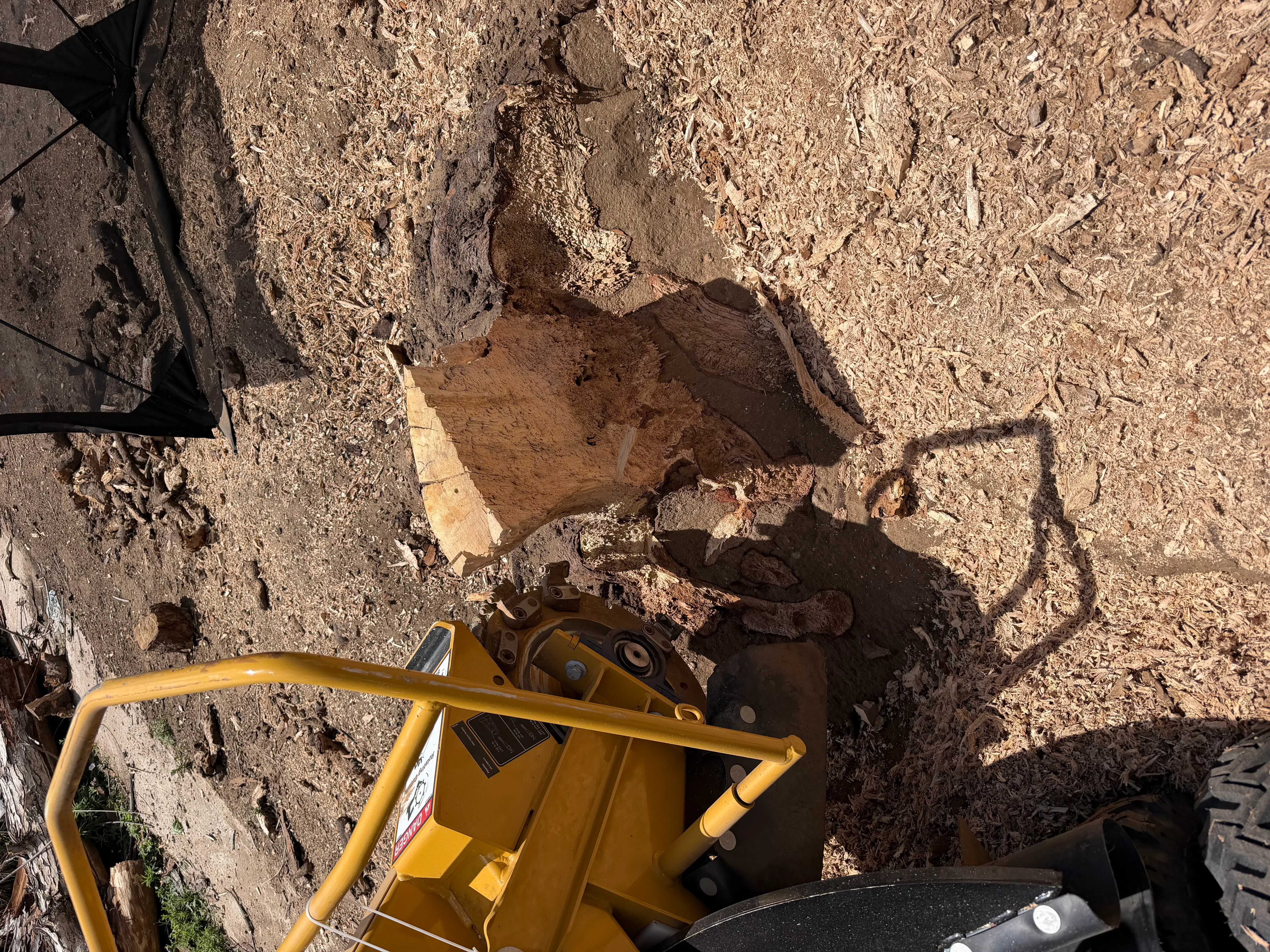 Stump grinding equipment removing tree stump with exposed roots and wood chips