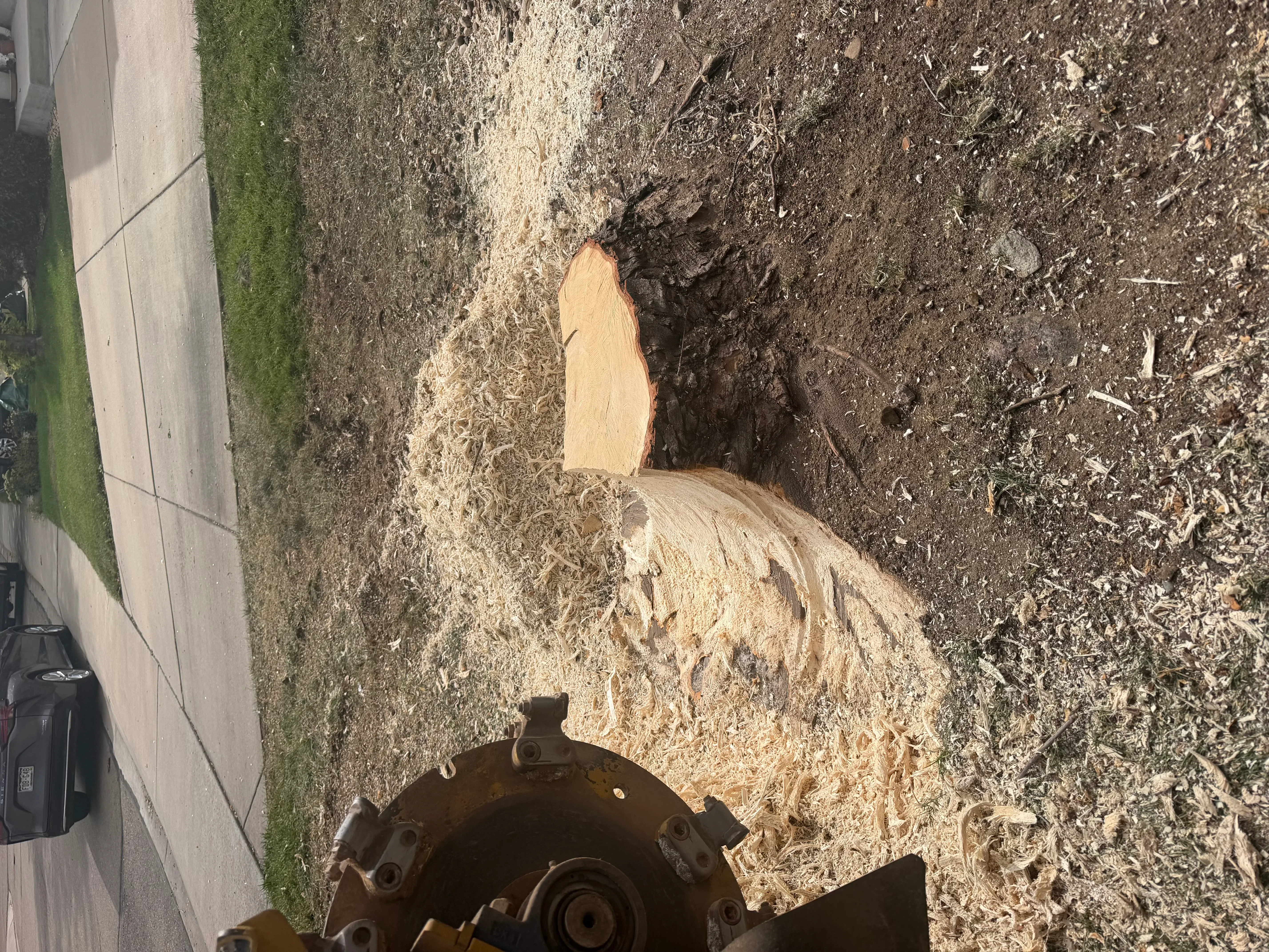 Stump grinder removing tree stump, fresh wood chips visible on ground